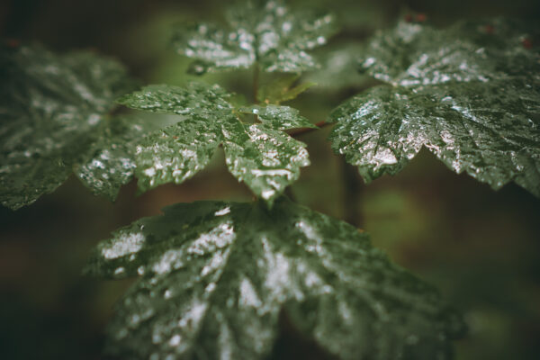 feuilles d'érable sous la pluie